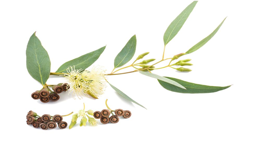 Eucalyptus dans Hondrolife